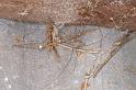 Trichocylus_nigropunctatus_D3663_Z_90_Hamelin pool_Australie
